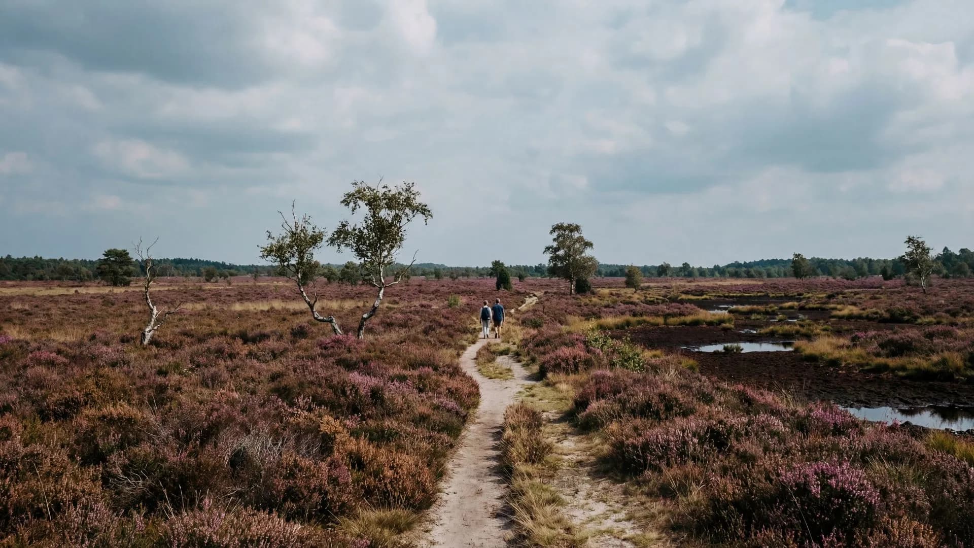 Wandelcoaching bij burn-out en stress in Drenthe